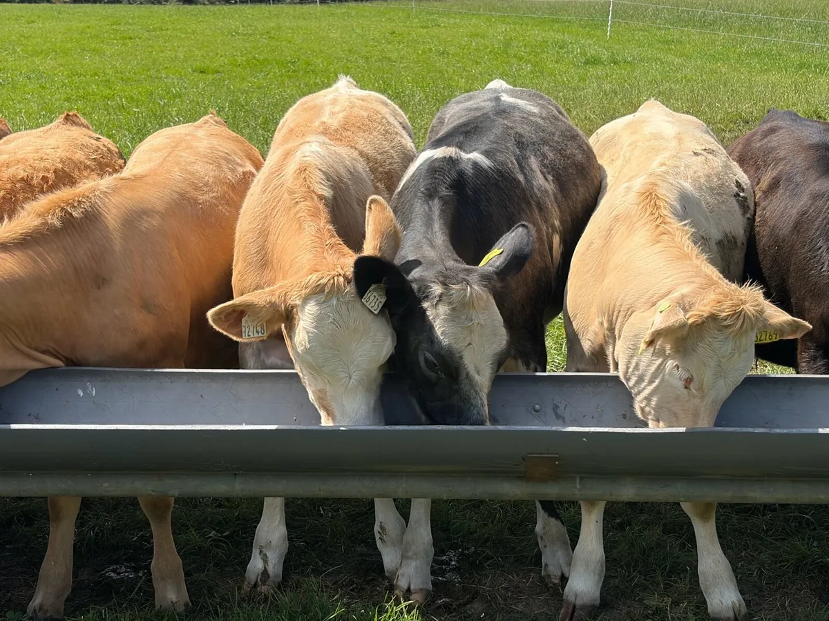 Beef cattle - Image 4