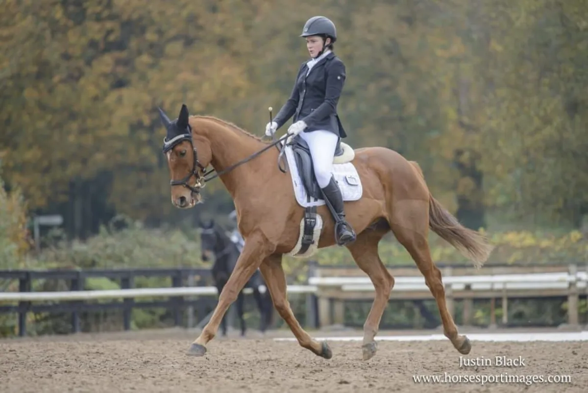 QUALITY EQUESTRIAN TRAINING & SUPPORT - Image 2