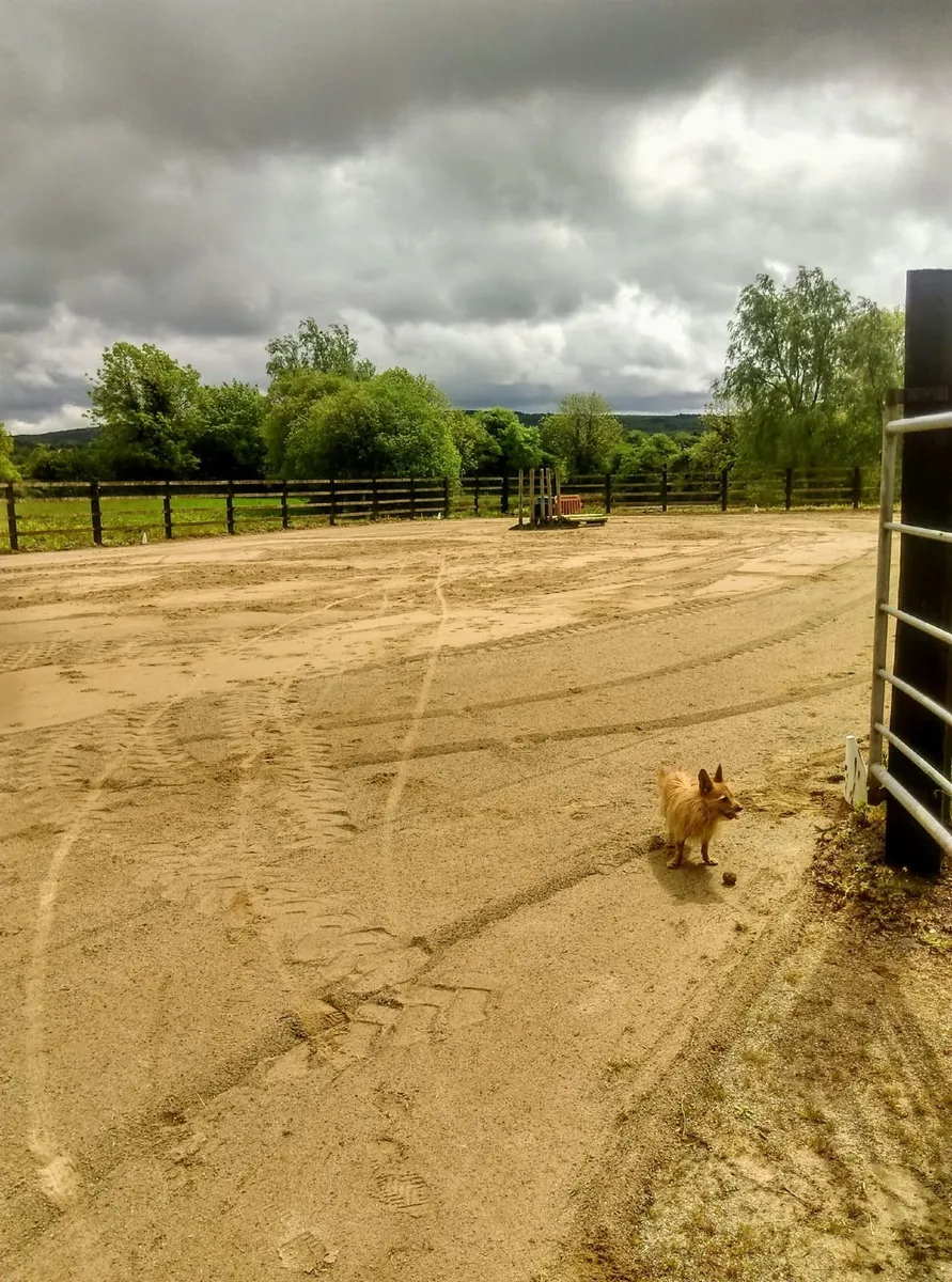QUALITY EQUESTRIAN TRAINING & SUPPORT - Image 4