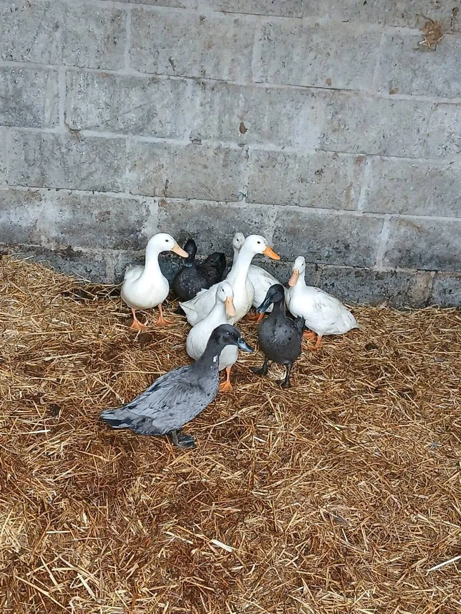 8 xbred female Duck's - Image 3