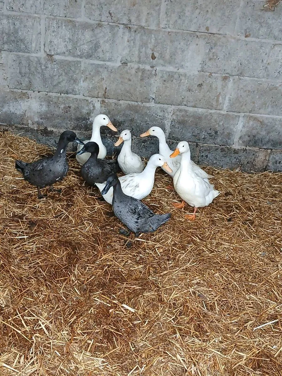 8 xbred female Duck's - Image 1