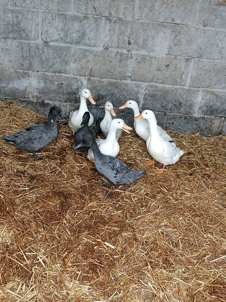 8 xbred female Duck's - Image 2
