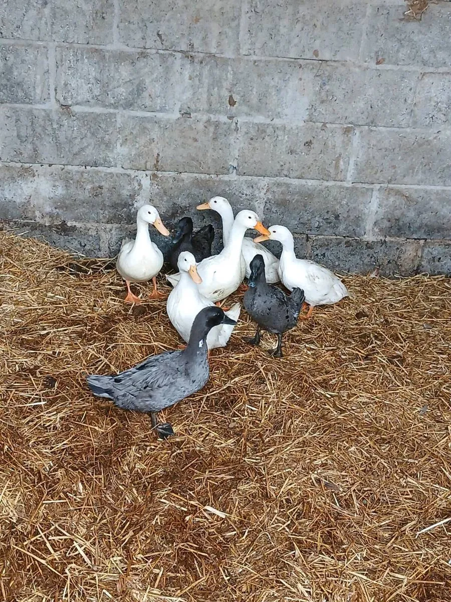 8 xbred female Duck's - Image 4