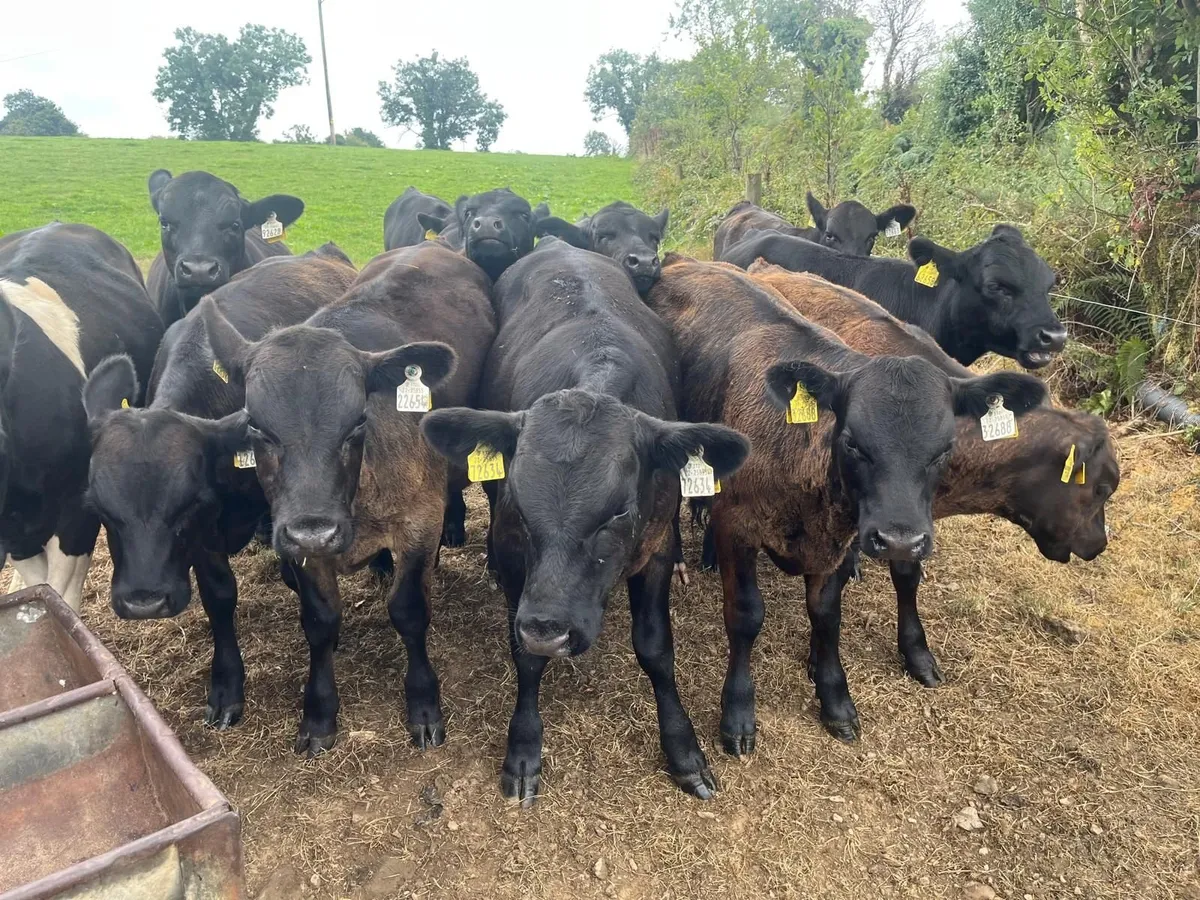 24 AA WEANLINGS- BULLS & HEIFERS - Image 1