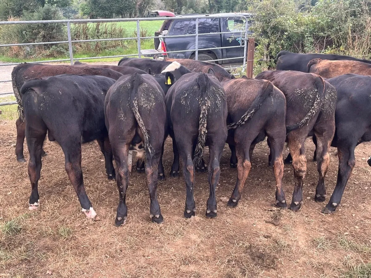 24 AA WEANLINGS- BULLS & HEIFERS - Image 2