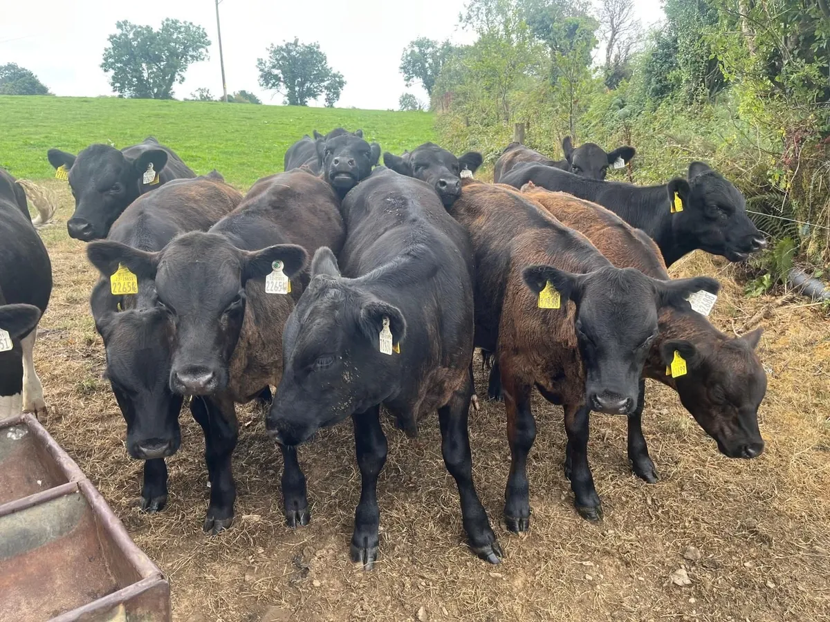 24 AA WEANLINGS- BULLS & HEIFERS - Image 3