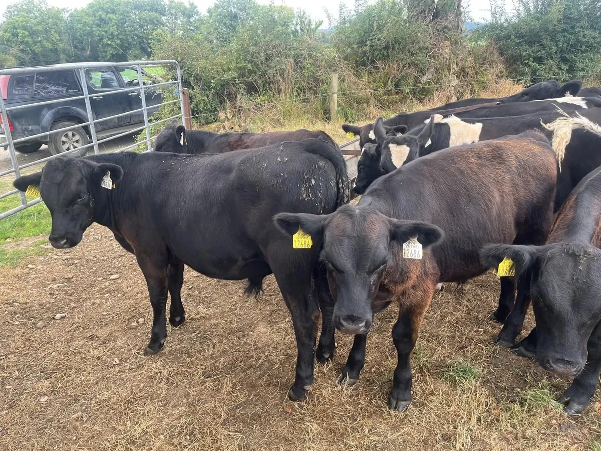 24 AA WEANLINGS- BULLS & HEIFERS - Image 4