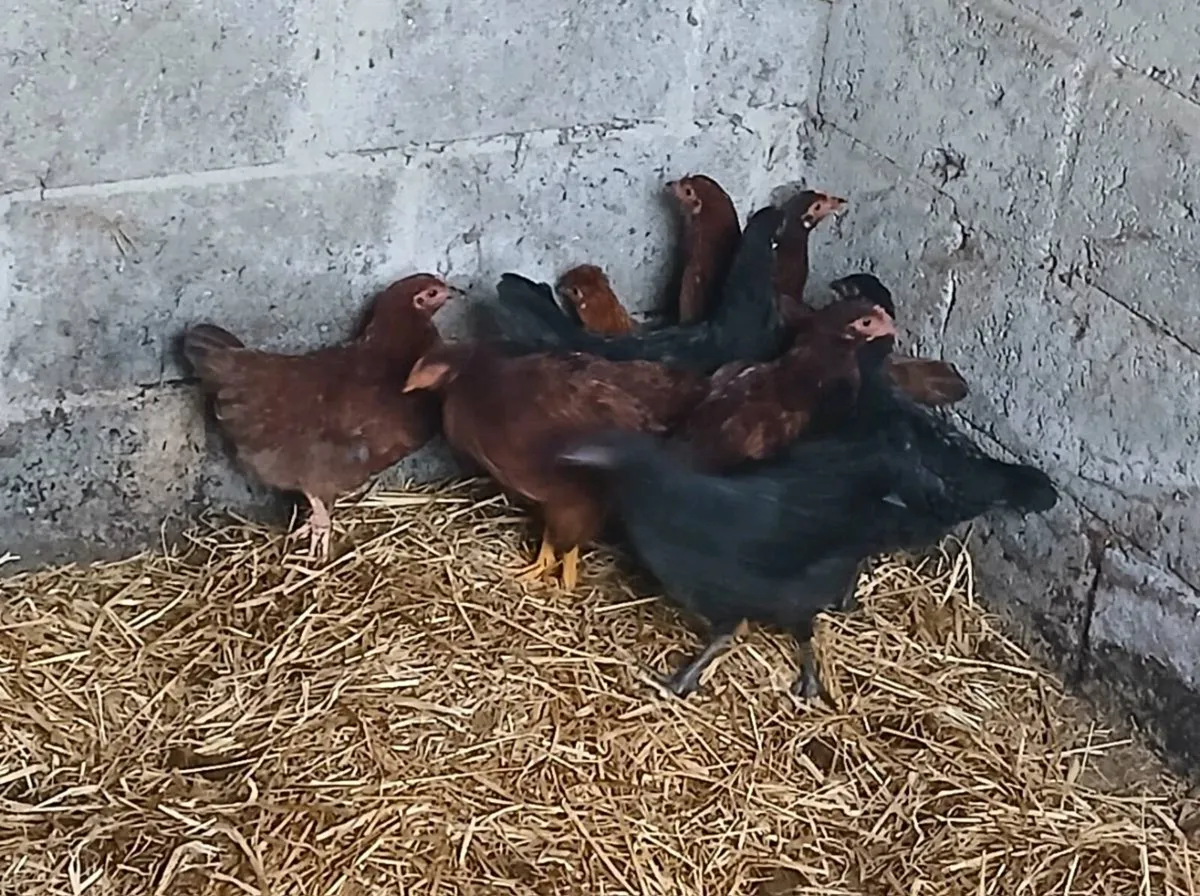 10 x xbred pullets - Image 1