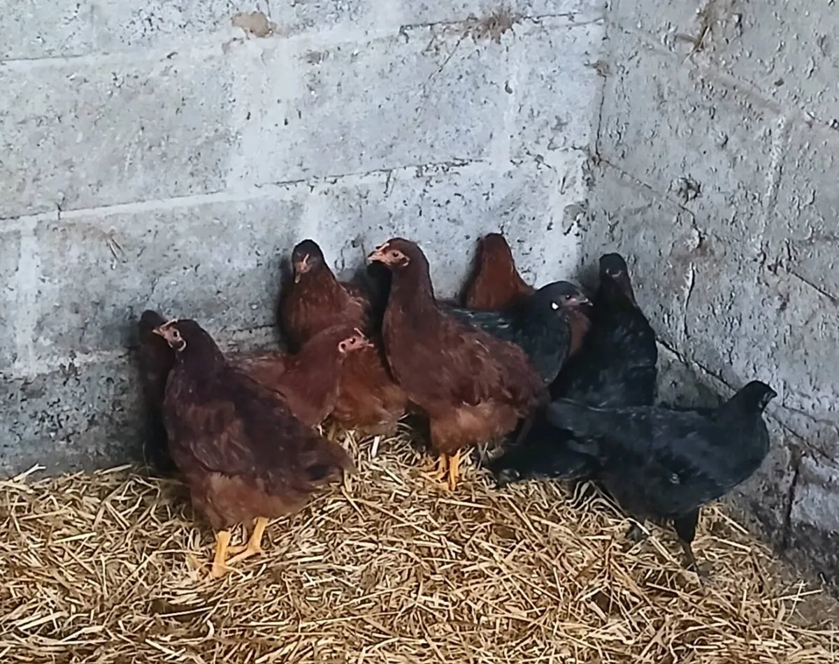 10 x xbred pullets - Image 3