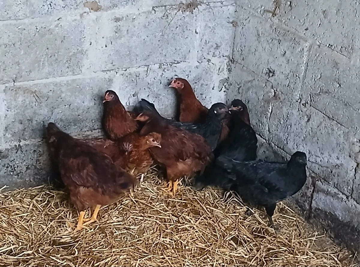 10 x xbred pullets - Image 4