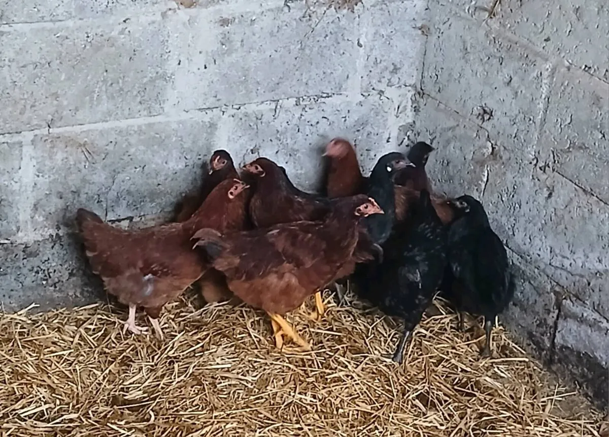 10 x xbred pullets - Image 2
