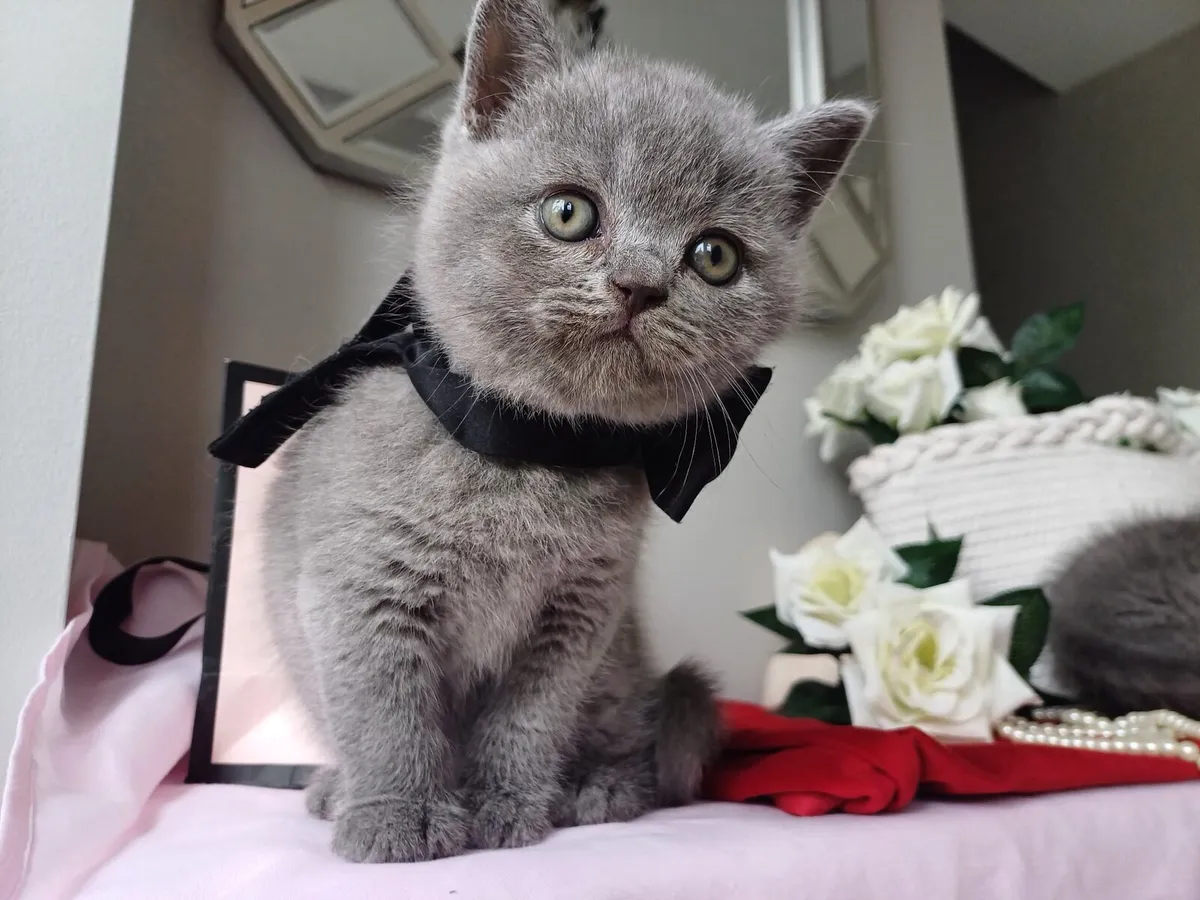 Purebred Beautiful British Shorthair kittens 🥰 - Image 4
