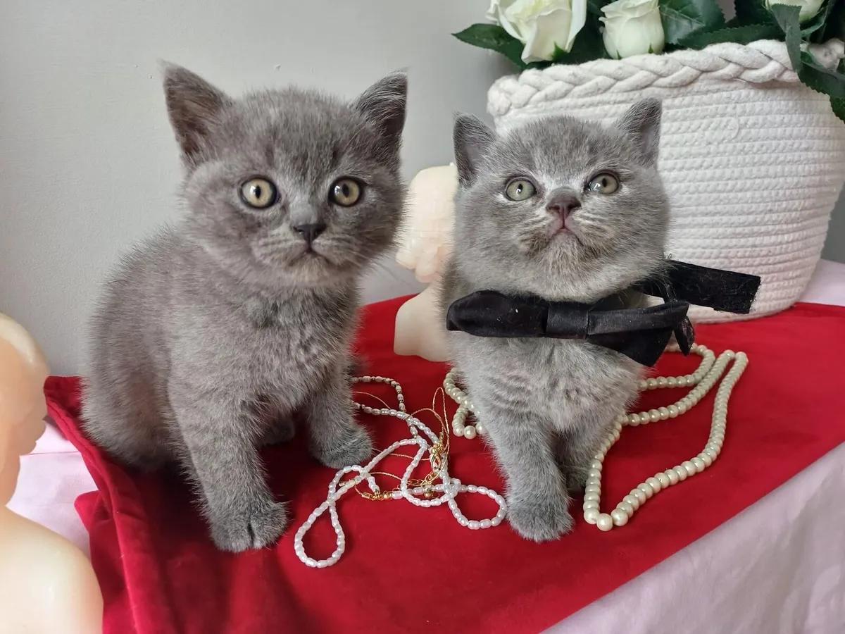 Purebred Beautiful British Shorthair kittens 🥰 - Image 3