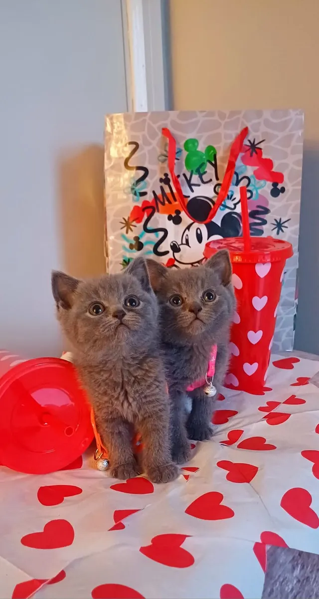 Purebred Beautiful British Shorthair kittens 🥰 - Image 2