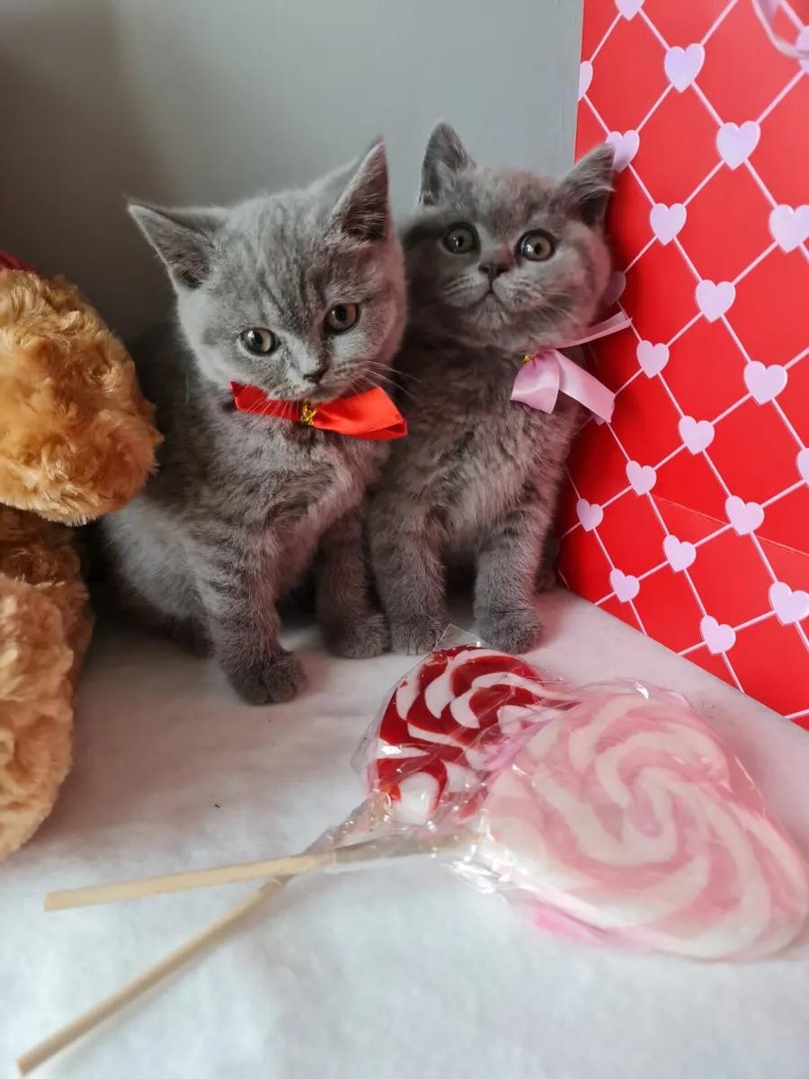 Purebred Beautiful British Shorthair kittens 🥰 - Image 1