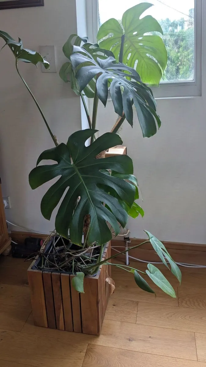 Monstera Plant