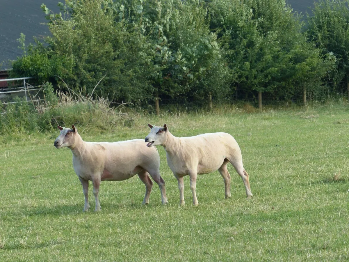 Bleu Du Maine / Millennium Bleu / Dutch Texel - Image 3