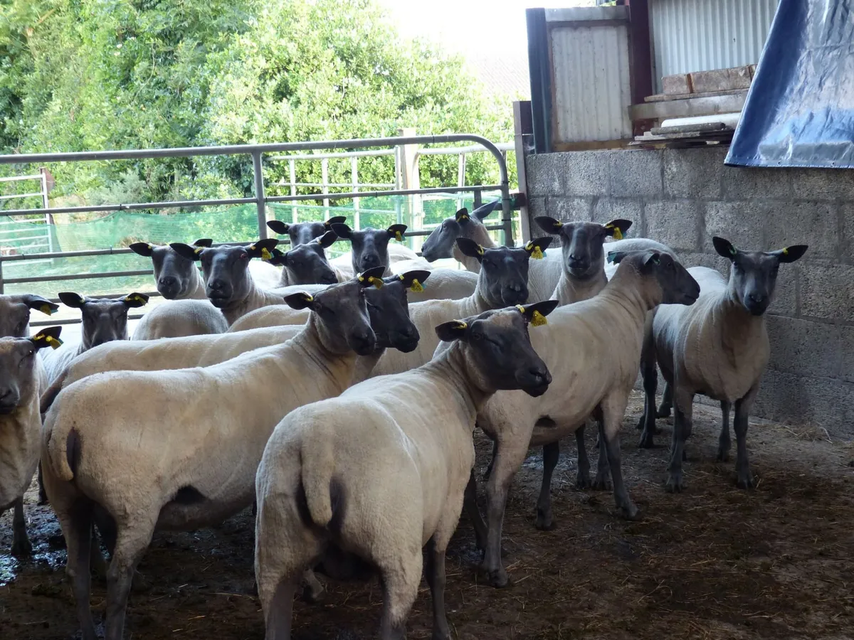 Bleu Du Maine / Millennium Bleu / Dutch Texel - Image 1