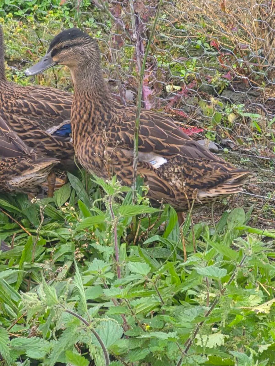 Mallard Ducks - Image 1