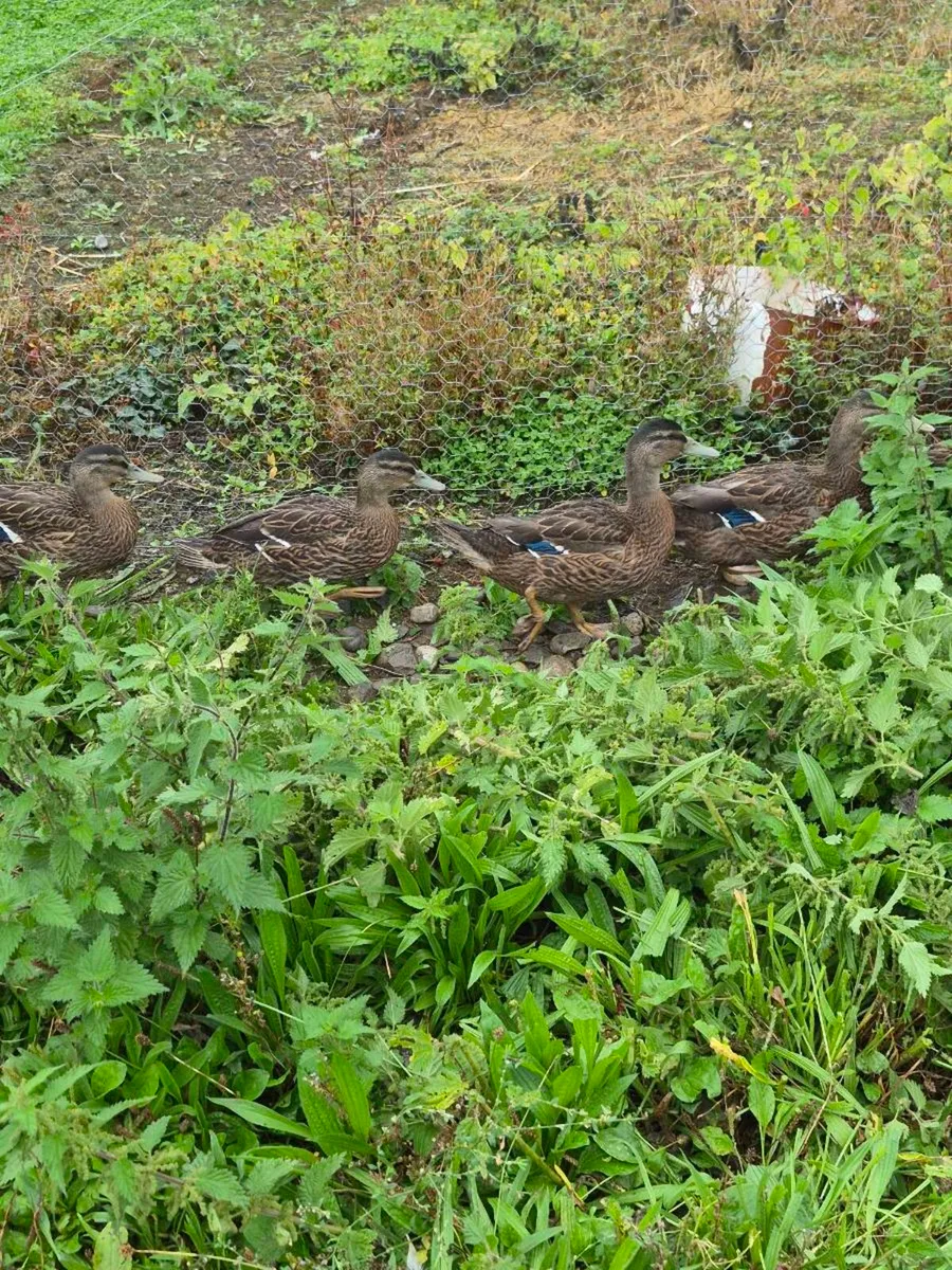 Mallard Ducks - Image 2