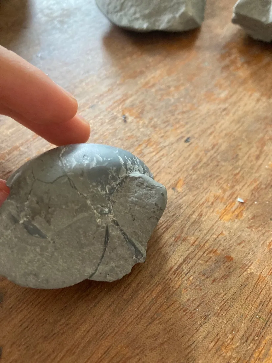 Fossil - Image 1