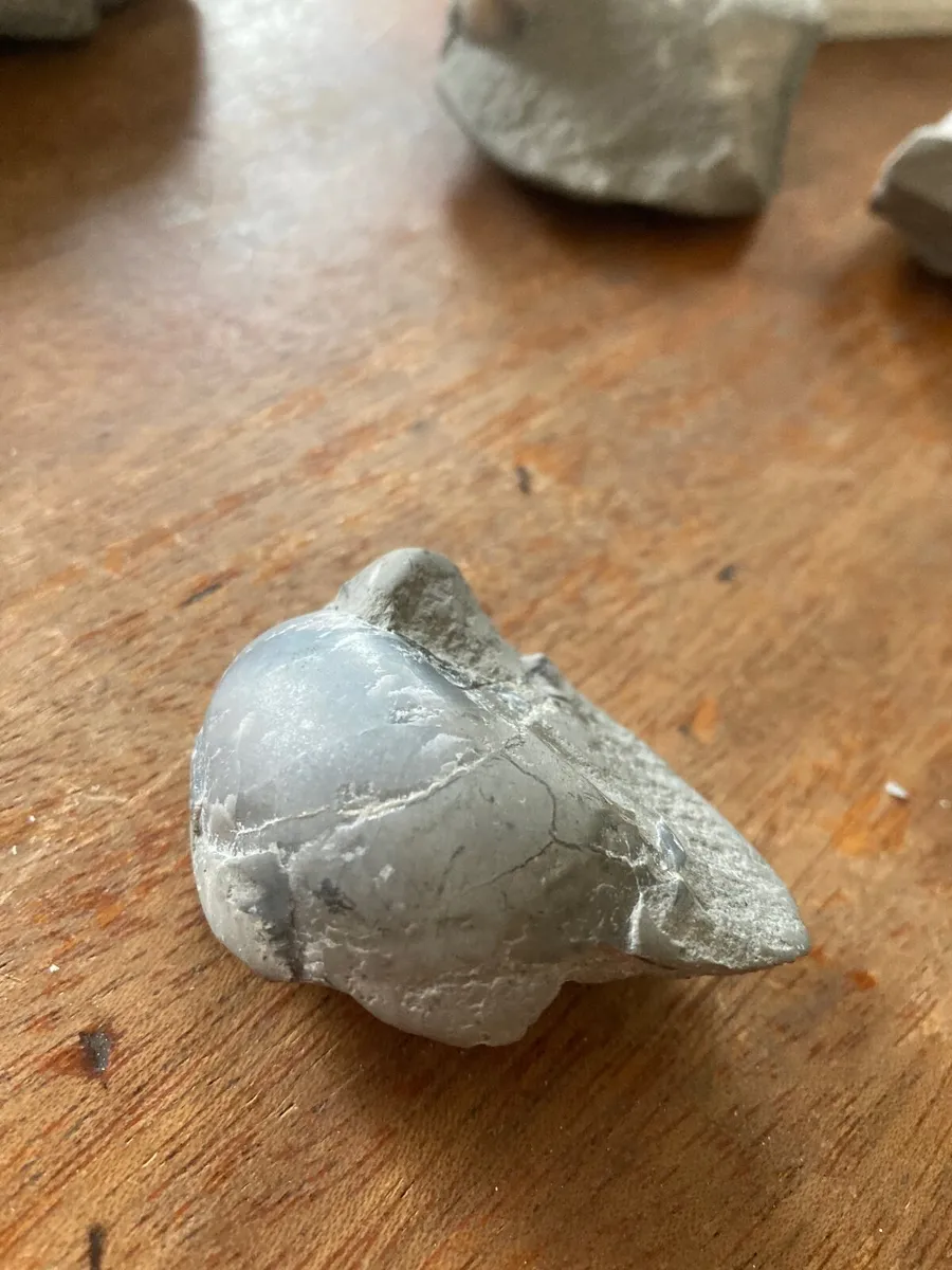 Fossil - Image 2