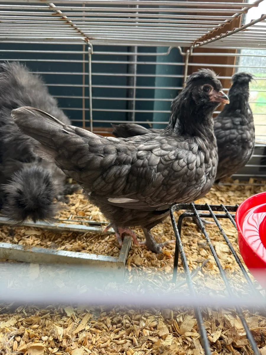 Pullets & cockerels - Image 2