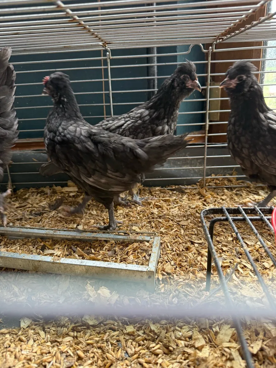 Pullets & cockerels - Image 4