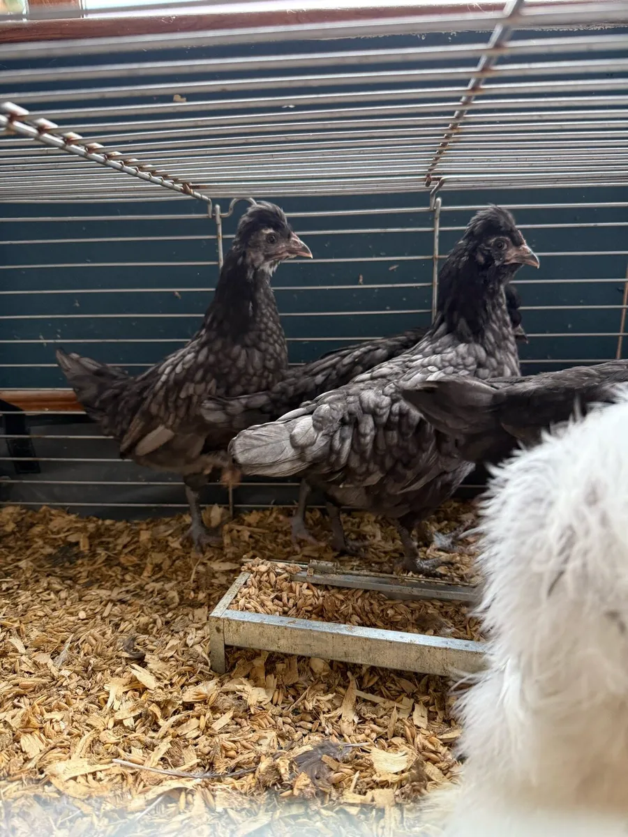 Pullets & cockerels - Image 3
