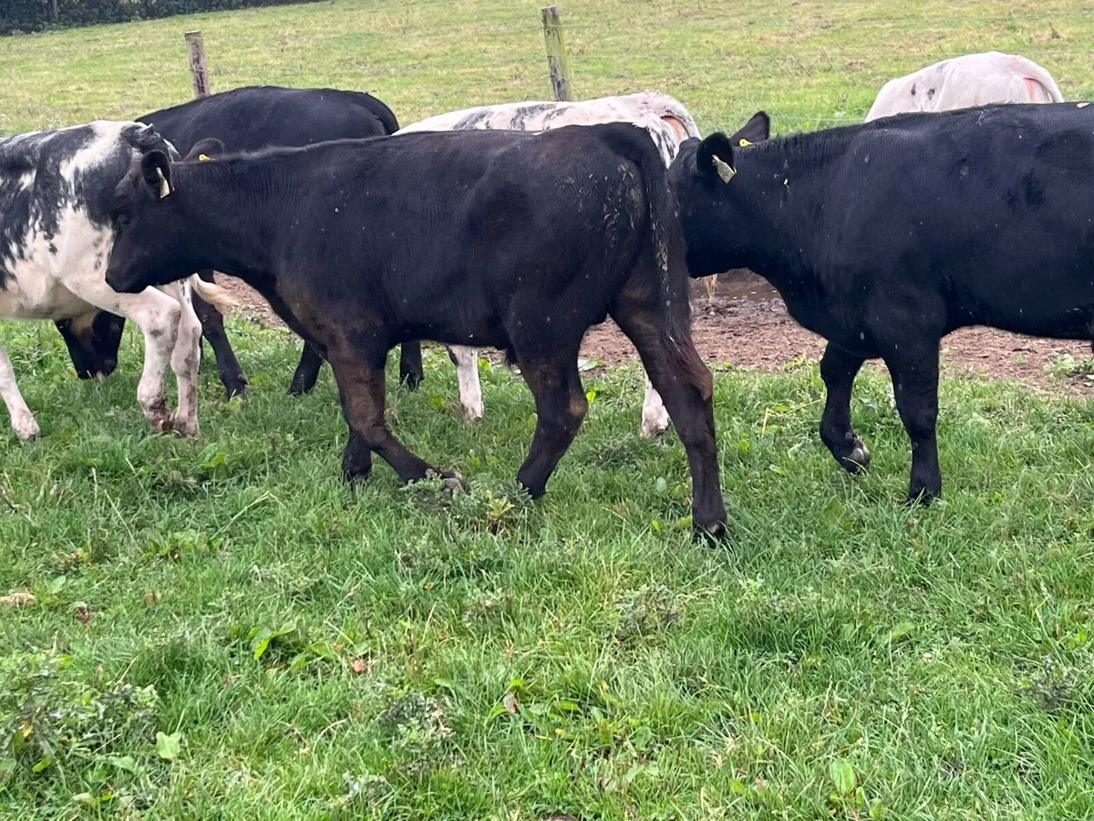 Super Weaned 250Kg AA & BB Bull Weanlings - Image 3