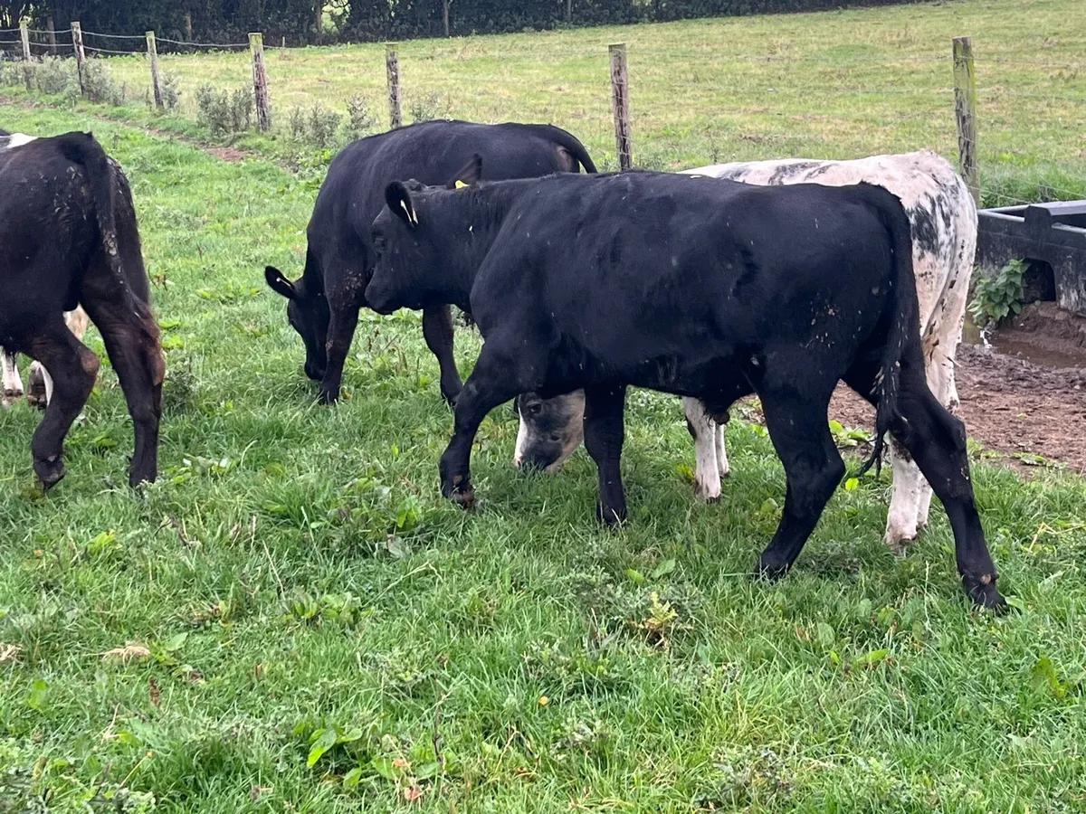 Super Weaned 250Kg AA & BB Bull Weanlings - Image 4