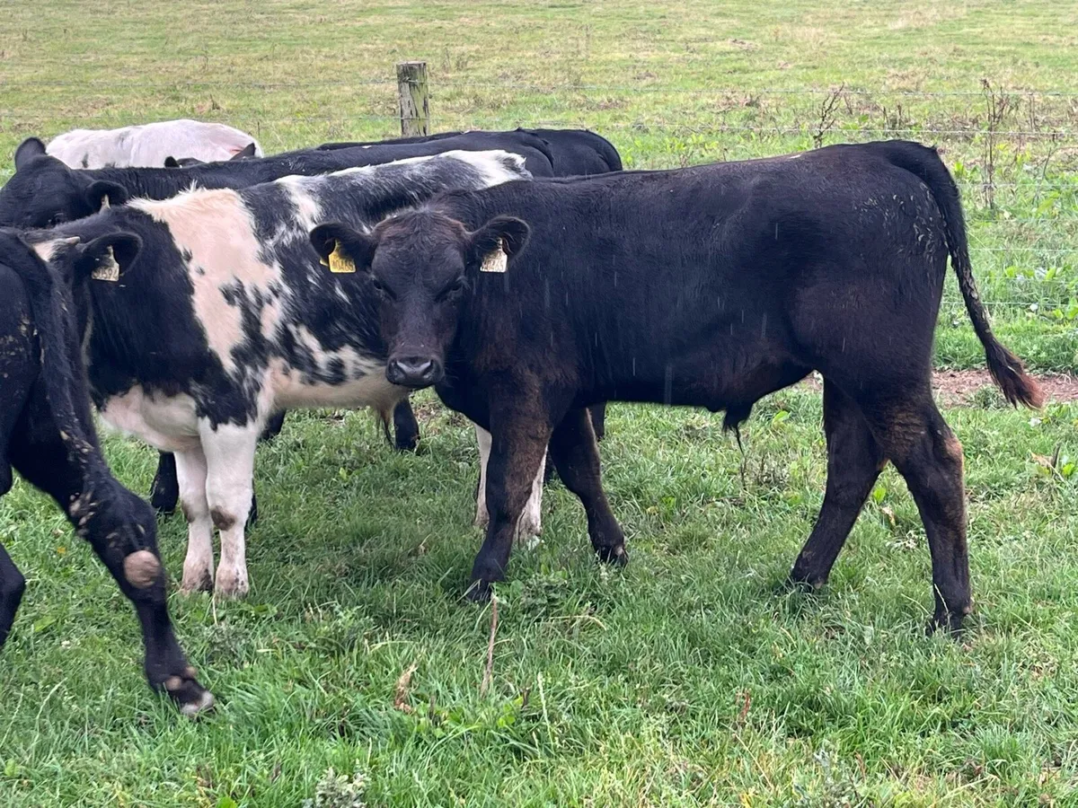 Super Weaned 250Kg AA & BB Bull Weanlings - Image 1