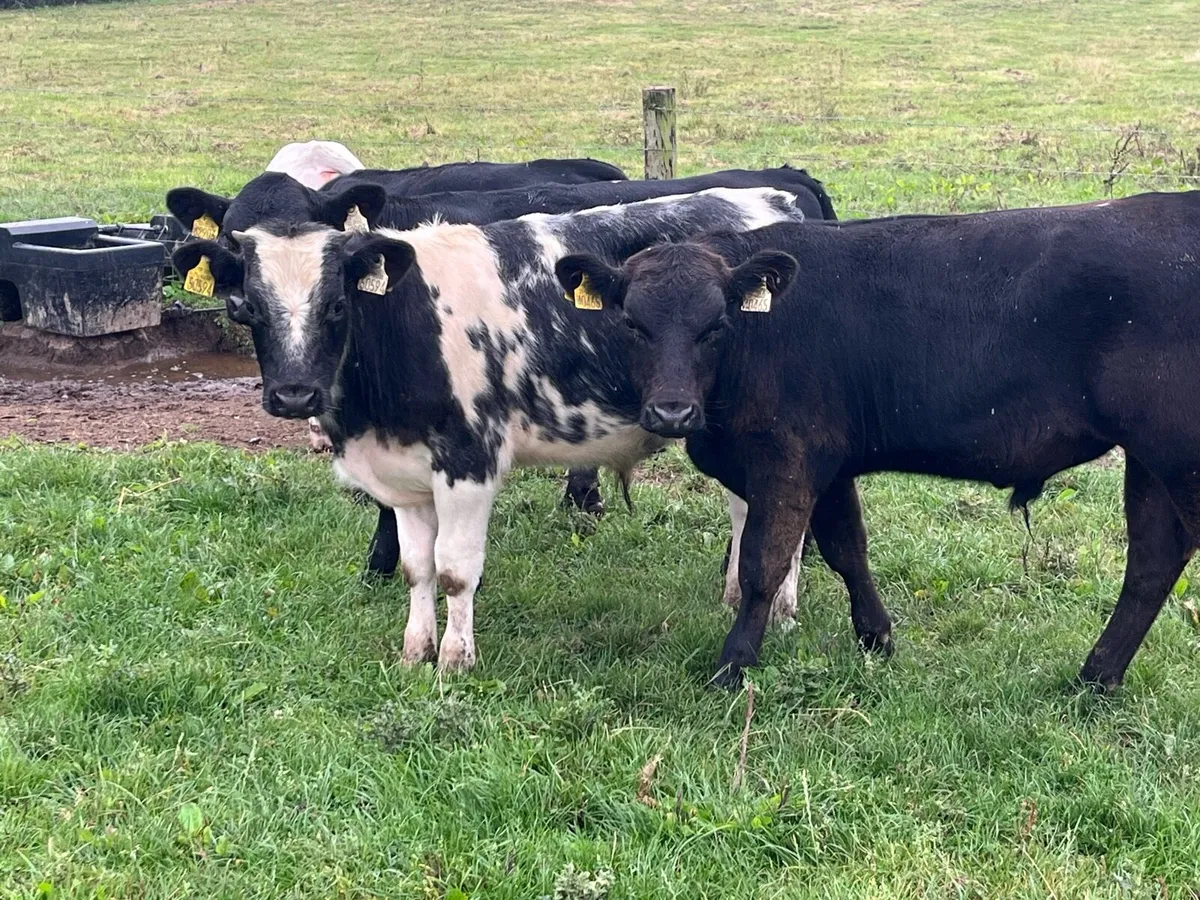 Super Weaned 250Kg AA & BB Bull Weanlings - Image 2