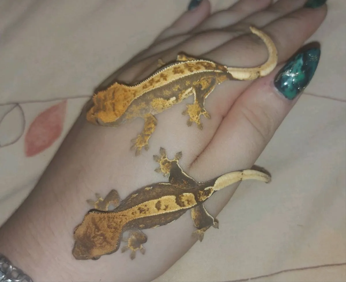 Baby Crested Geckos - Image 4