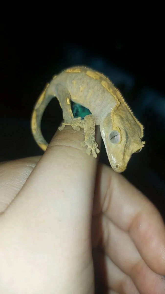 Baby Crested Geckos - Image 1