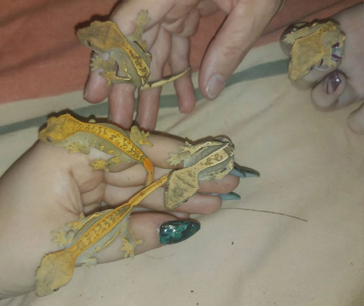 Baby Crested Geckos - Image 2