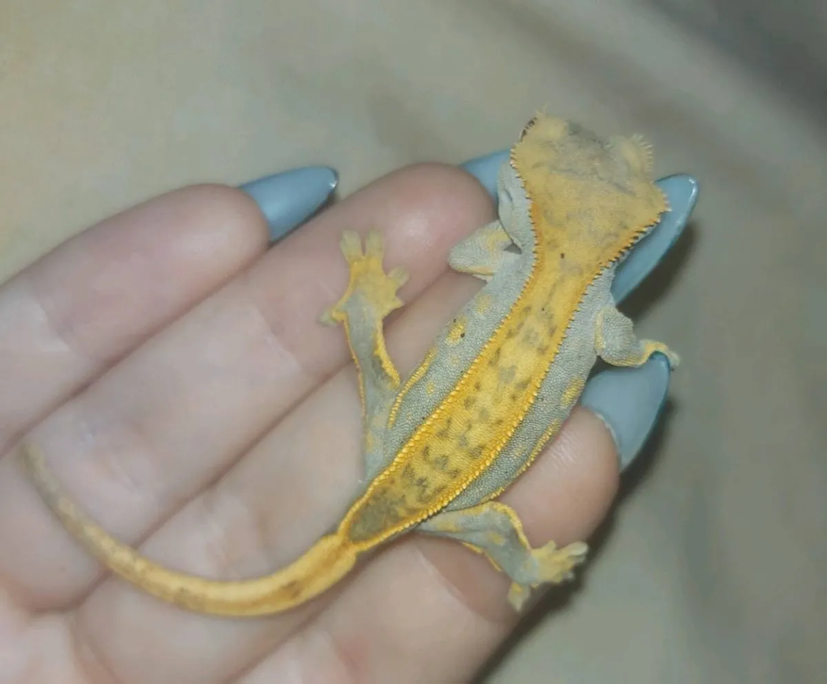 Baby Crested Geckos - Image 3