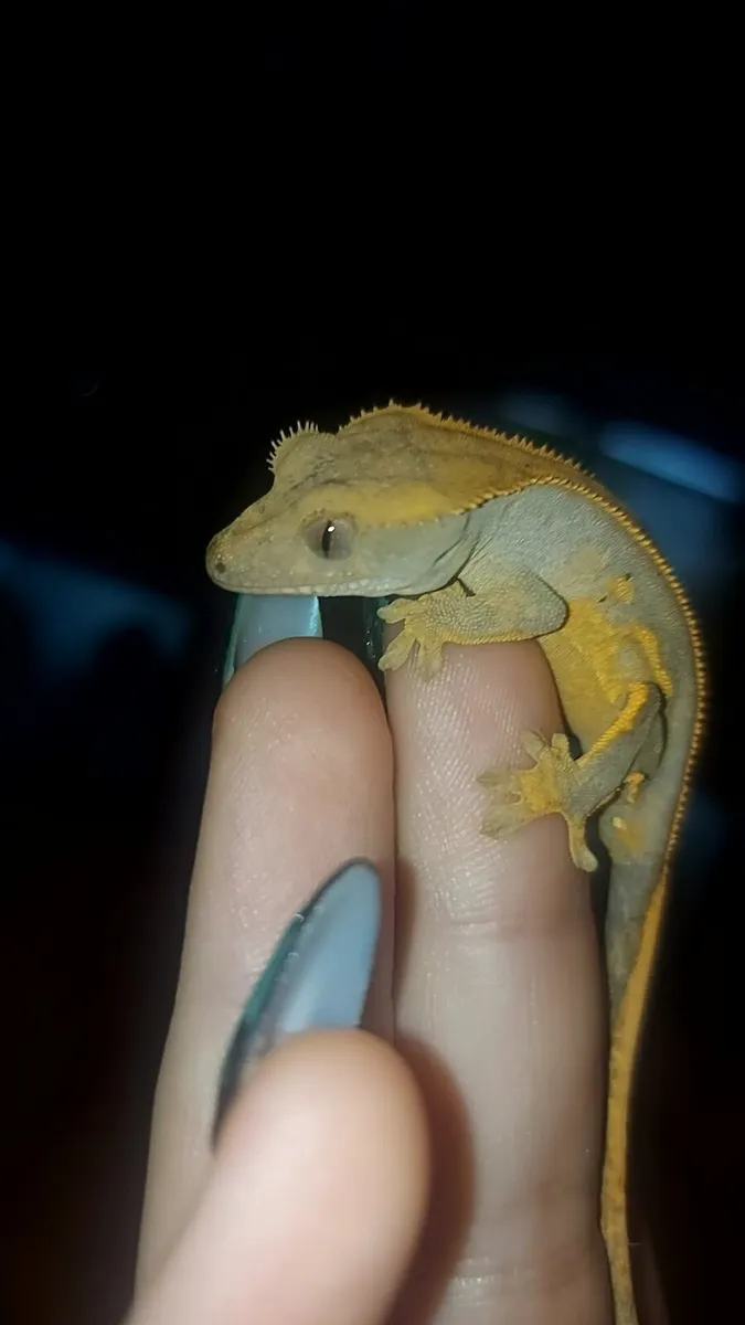 Baby Crested Geckos - Image 1