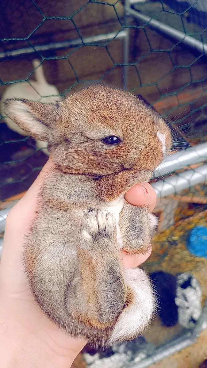 Rabbit+Flemish giant Rabbits 200e + mini Lops 150 - Image 1