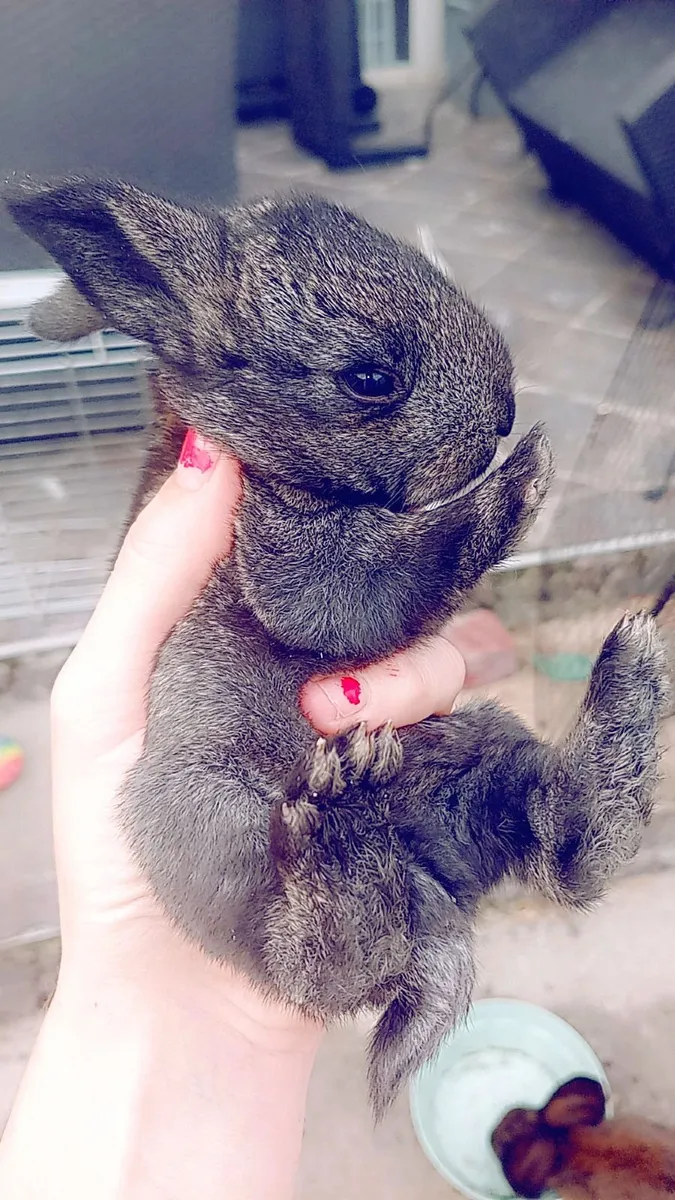 Rabbit+Flemish giant Rabbits 200e + mini Lops 150 - Image 2