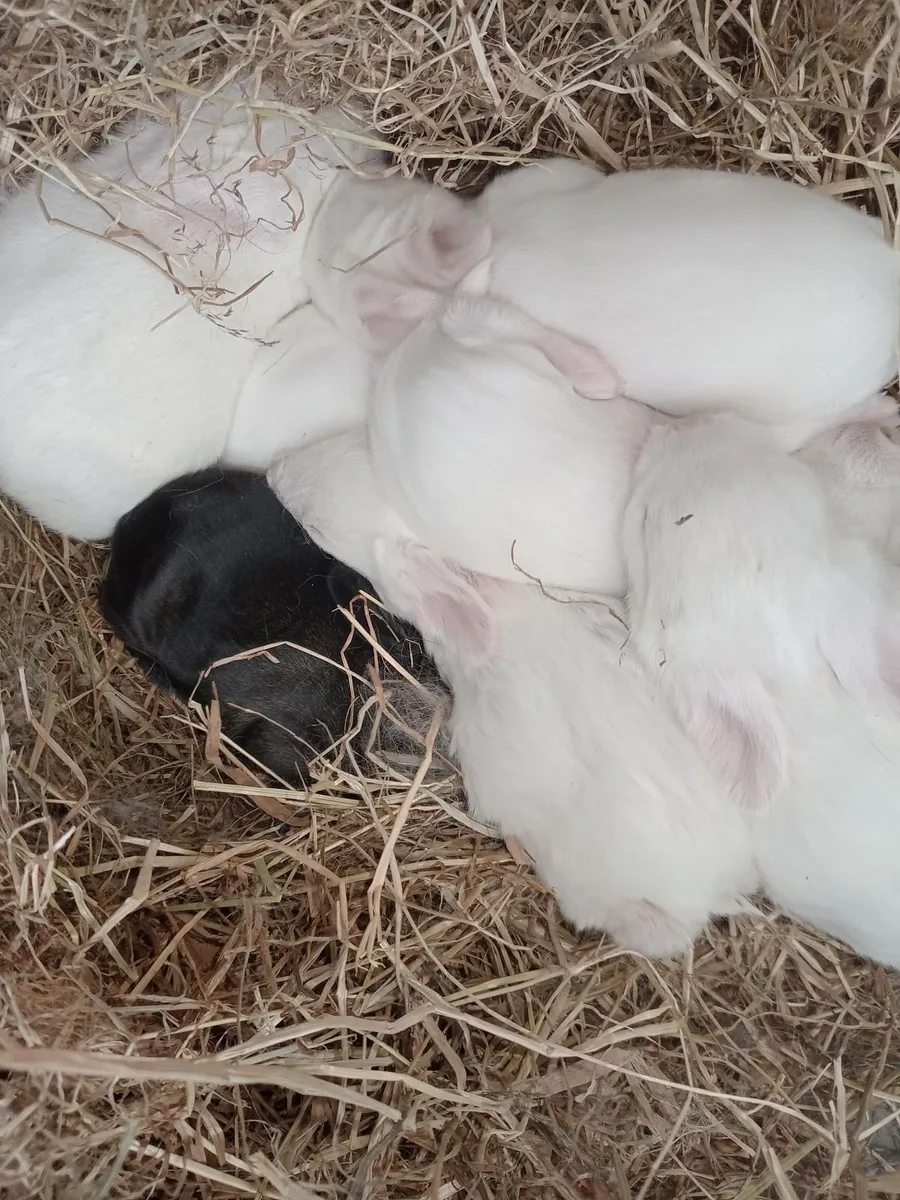 Rabbit+Flemish giant Rabbits 200e + mini Lops 150 - Image 4