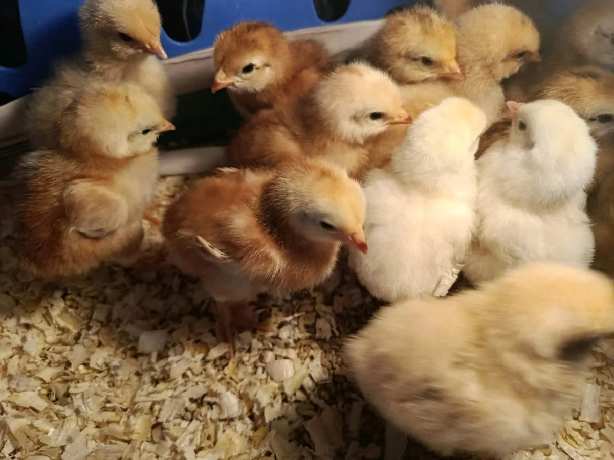 Day old chicks - Image 1