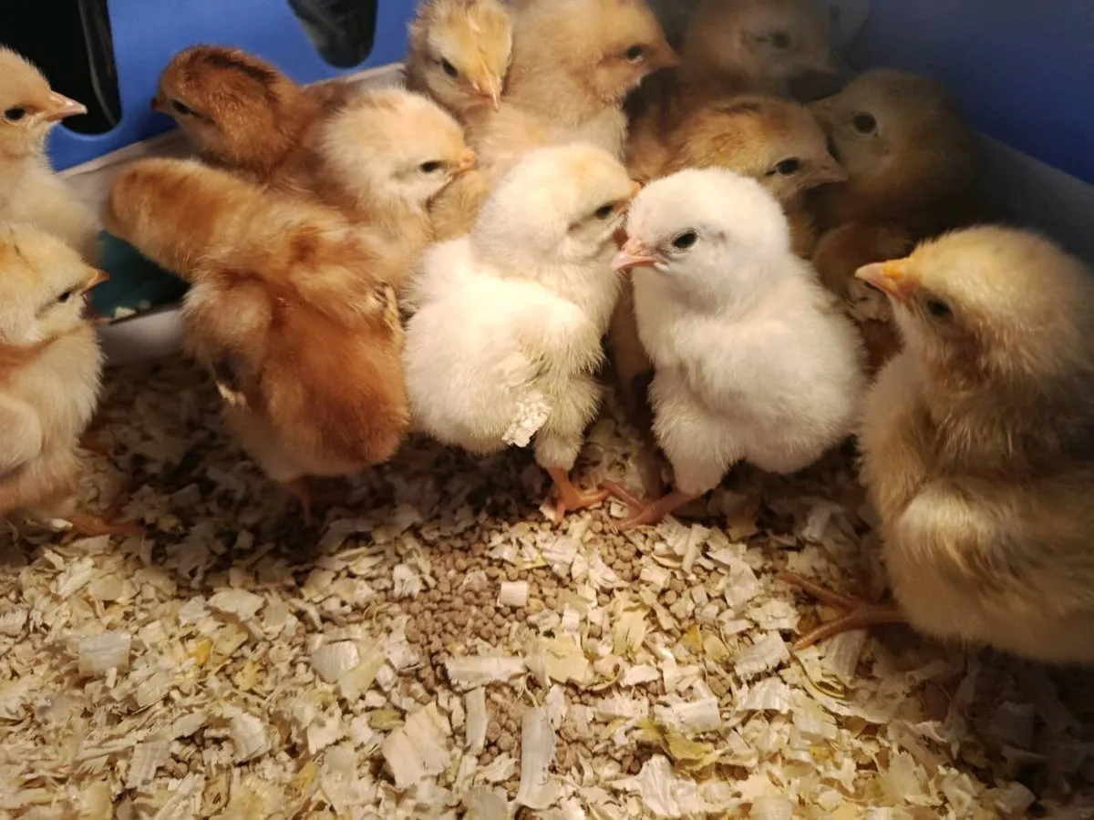 Day old chicks - Image 2