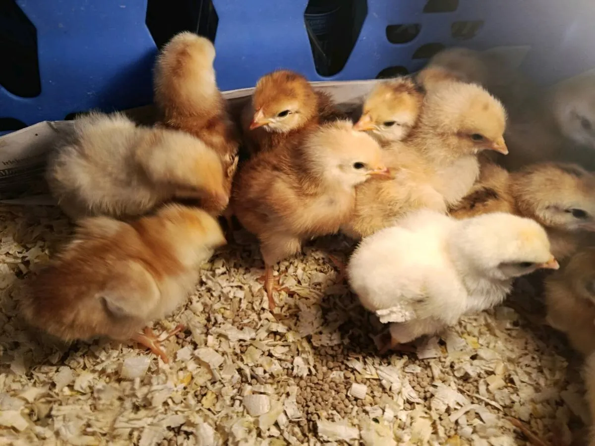 Day old chicks - Image 3