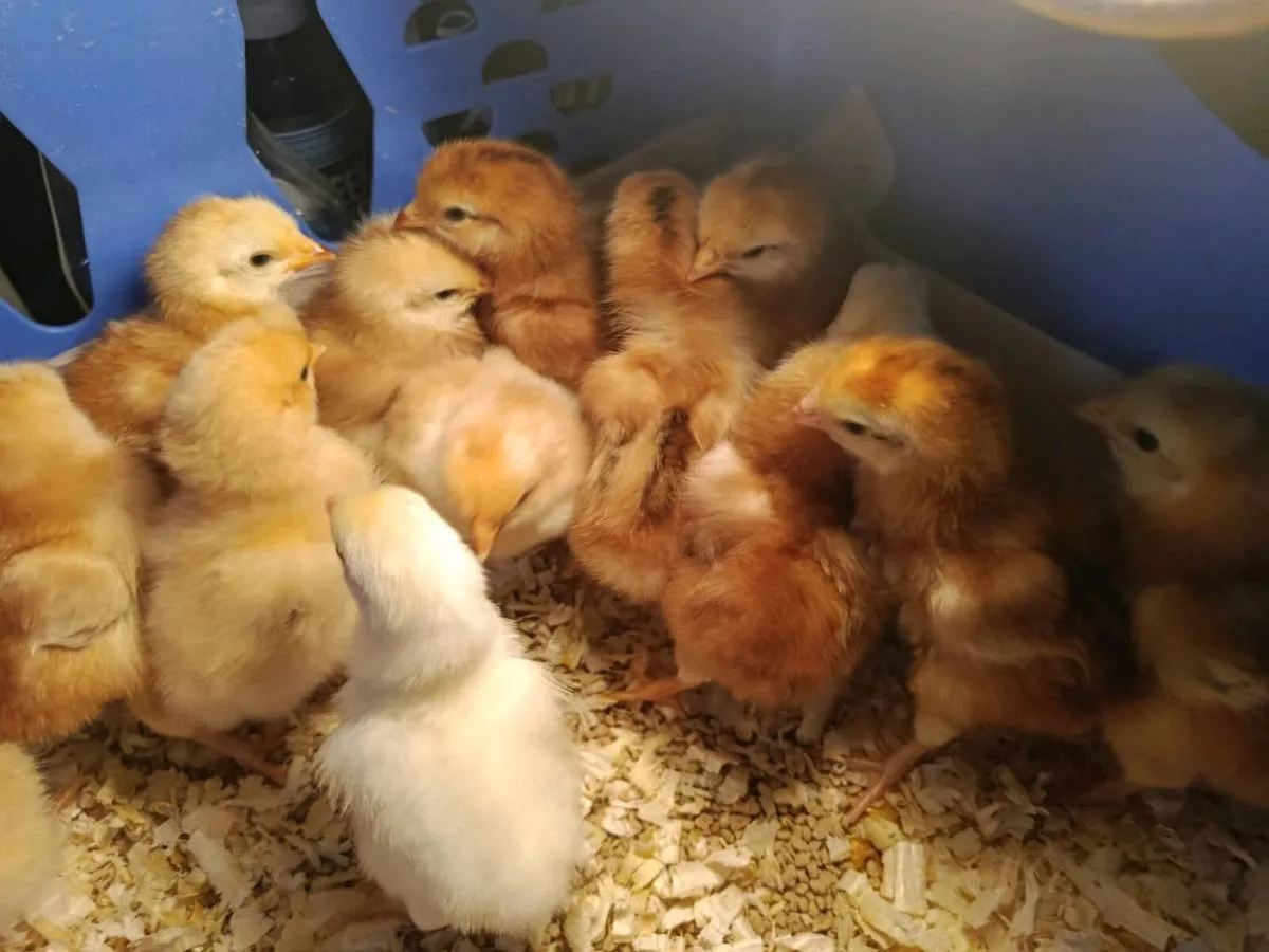 Day old chicks - Image 4