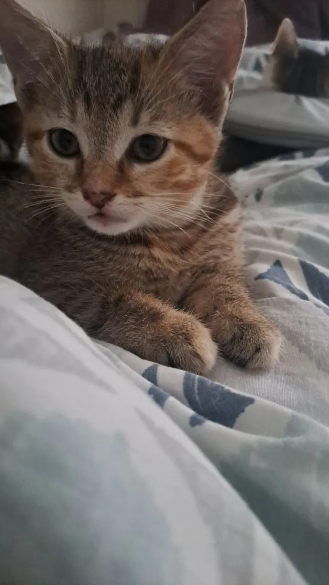 Beautiful 8-week-old kittens - Image 2