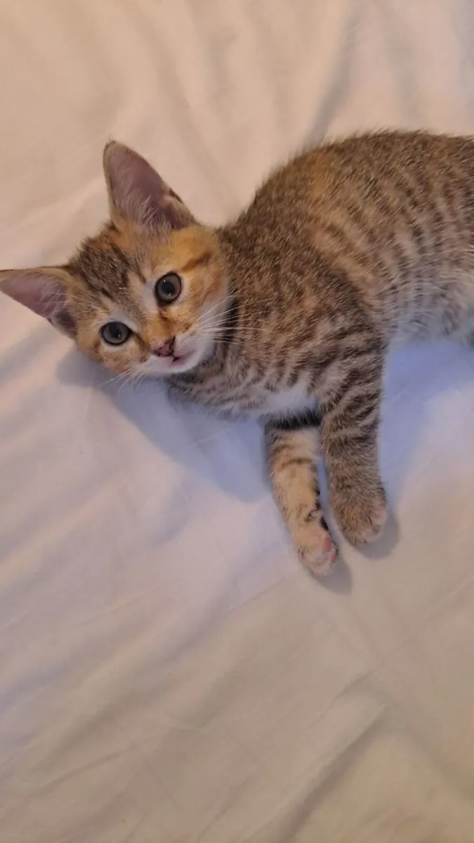Beautiful 8-week-old kittens - Image 3
