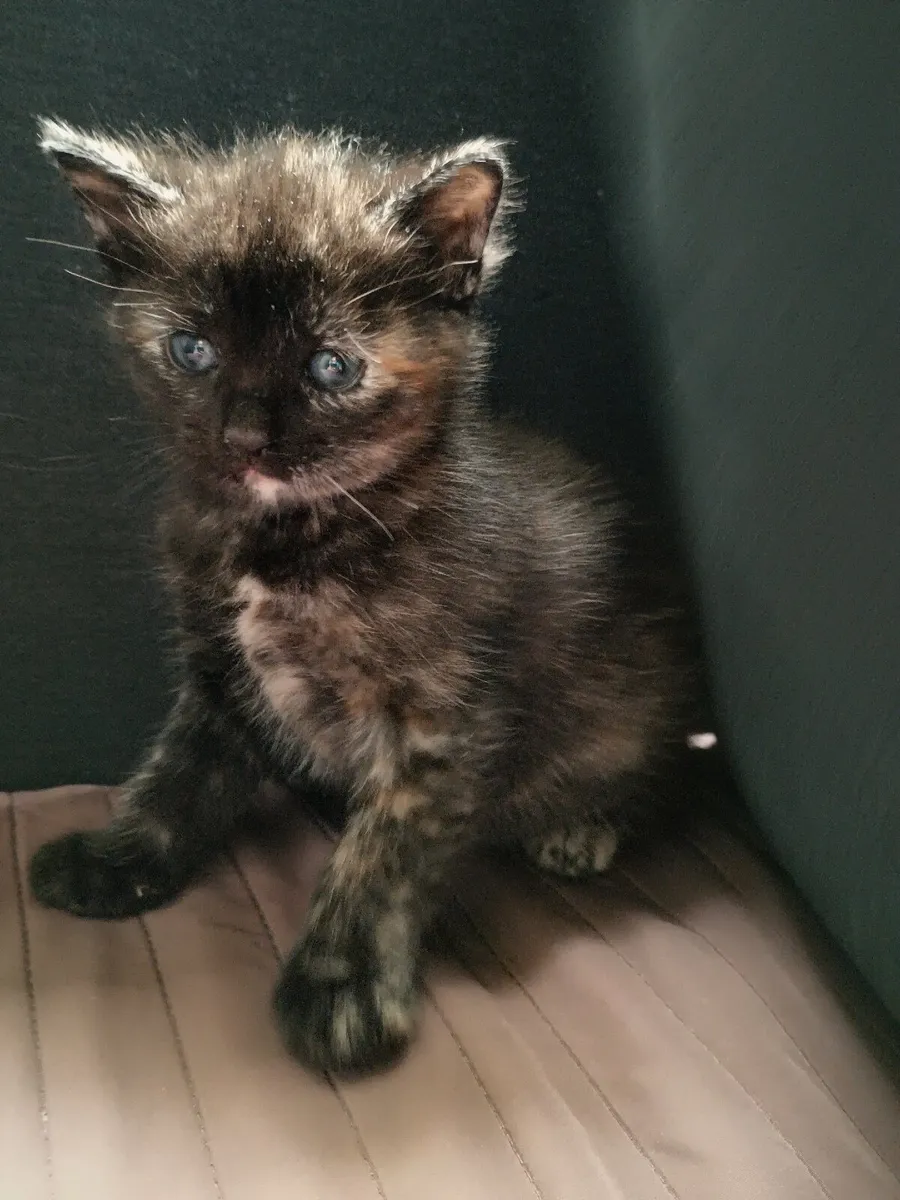 Beautiful 8-week-old kittens - Image 4