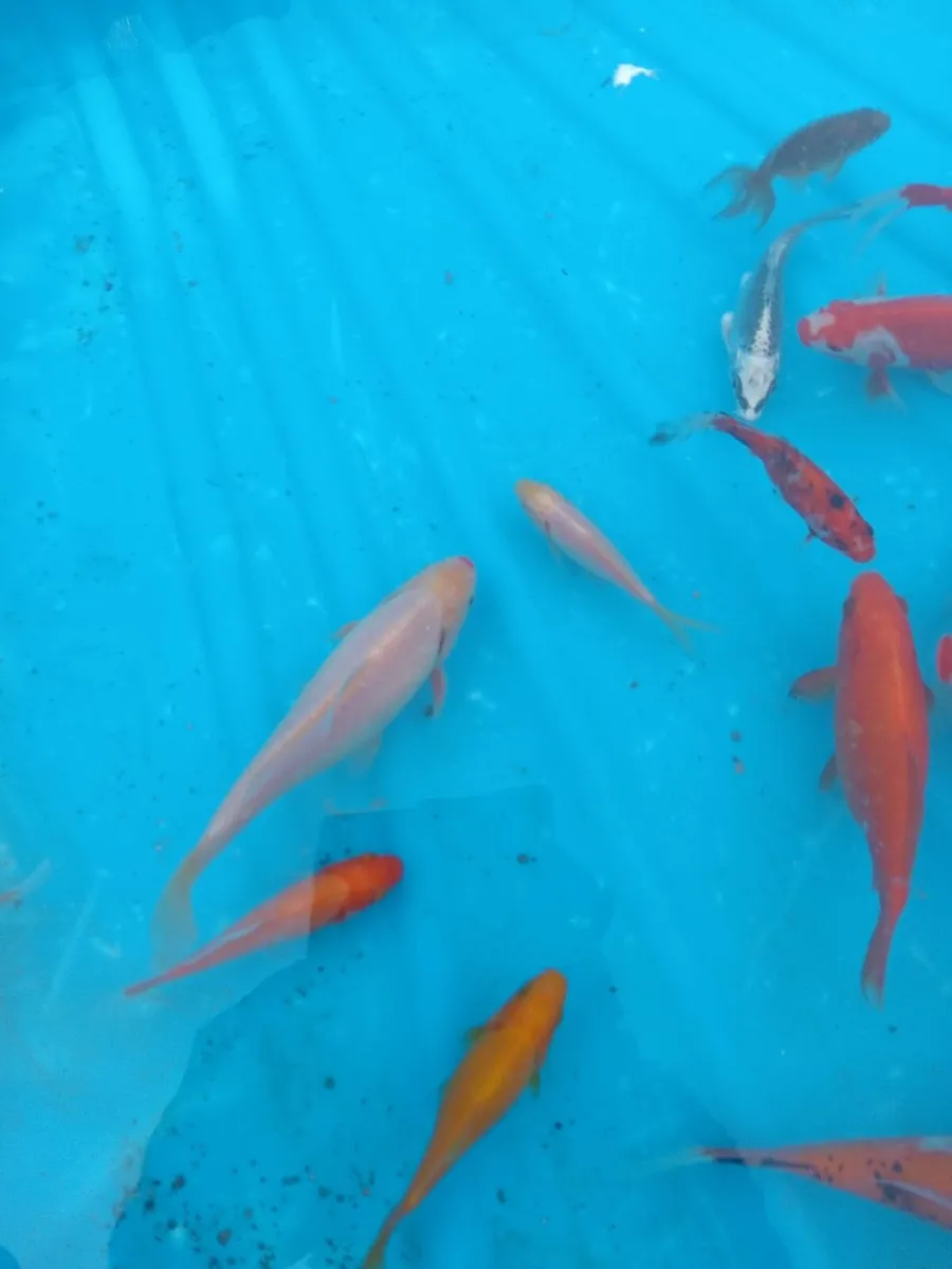Gold fish - Image 4