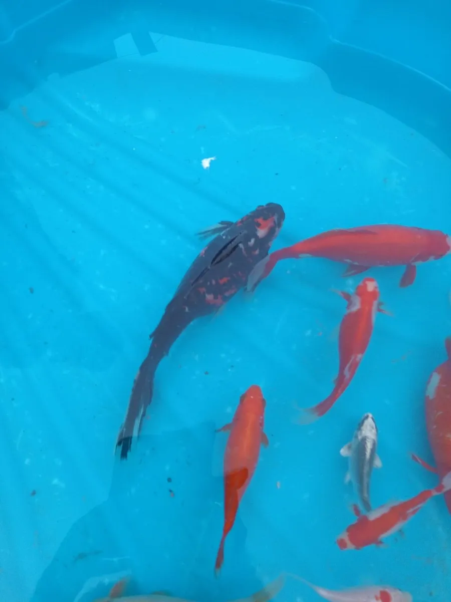 Gold fish - Image 2